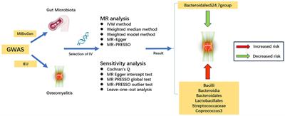 Causal effects of gut microbiota on the risk of osteomyelitis: a Mendelian randomization study